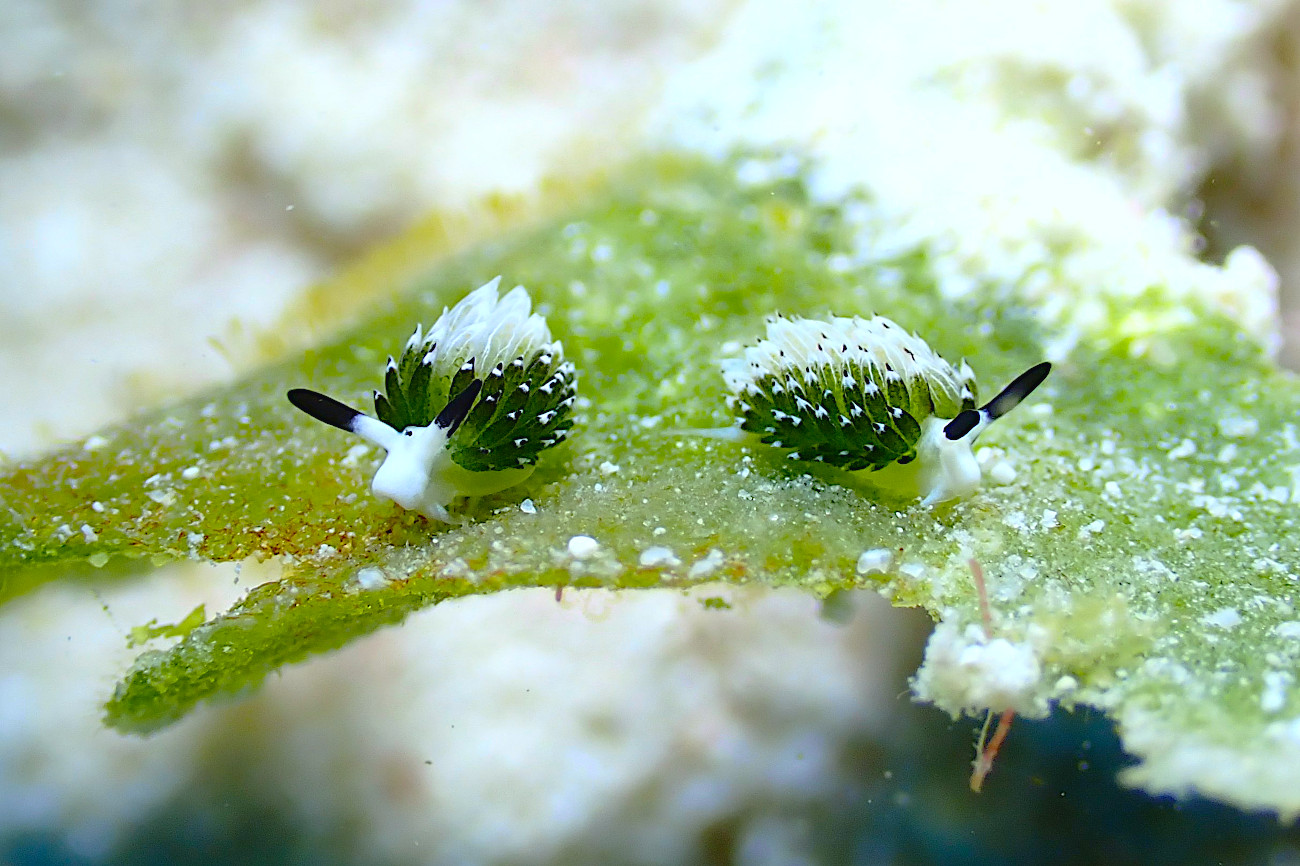 ウサギモウミウシ