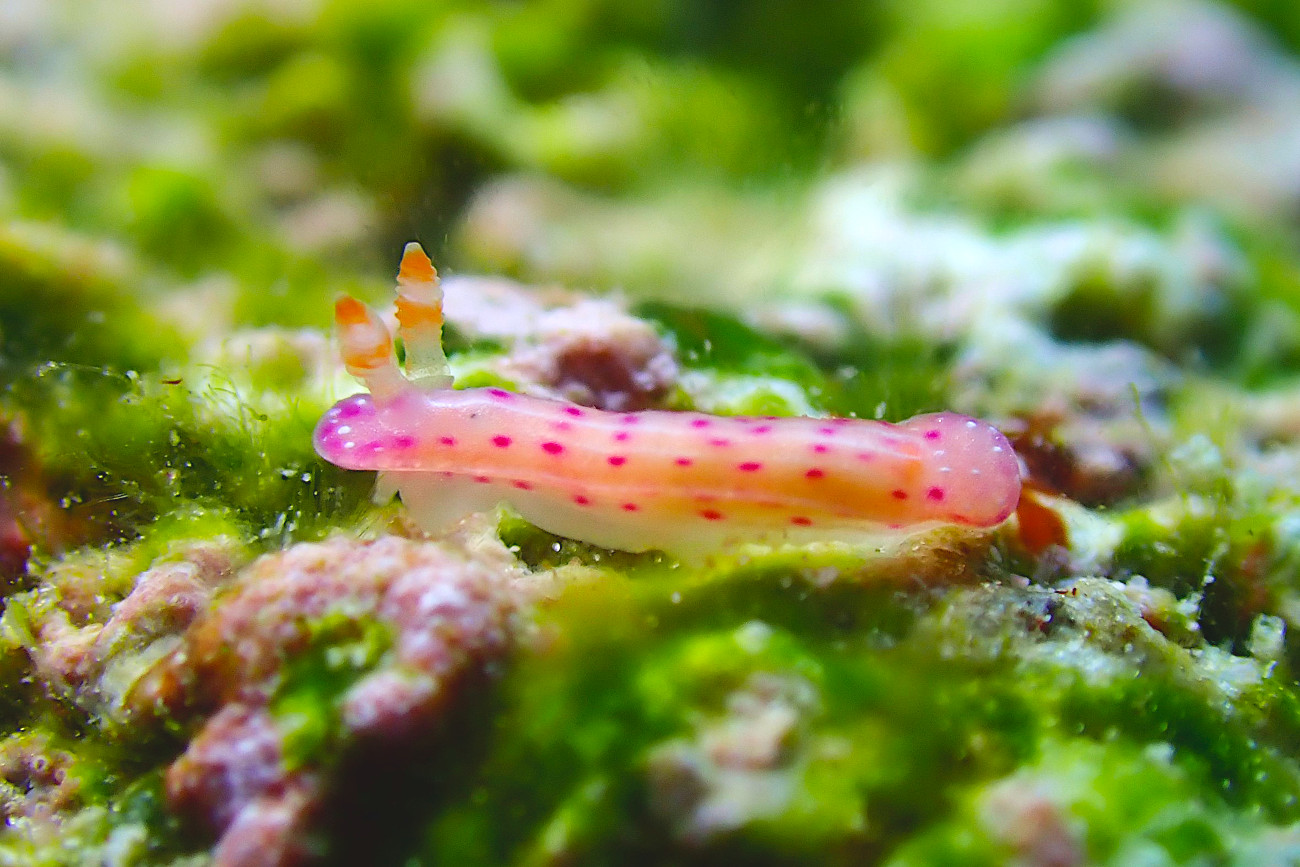 ニヨリセンテンイロウミウシ