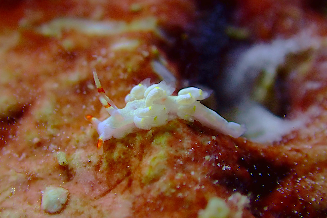 キイロワミノウミウシ