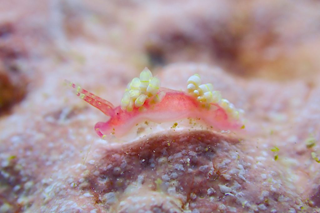 ローズミノウミウシ