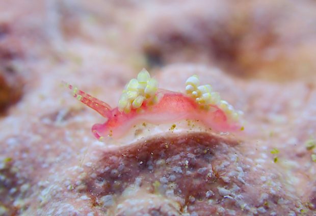 ローズミノウミウシ