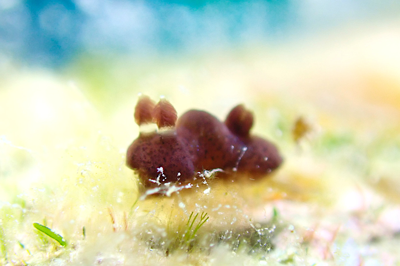 ハラックサウミウシ