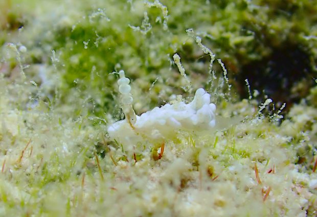 シロミノウミウシ