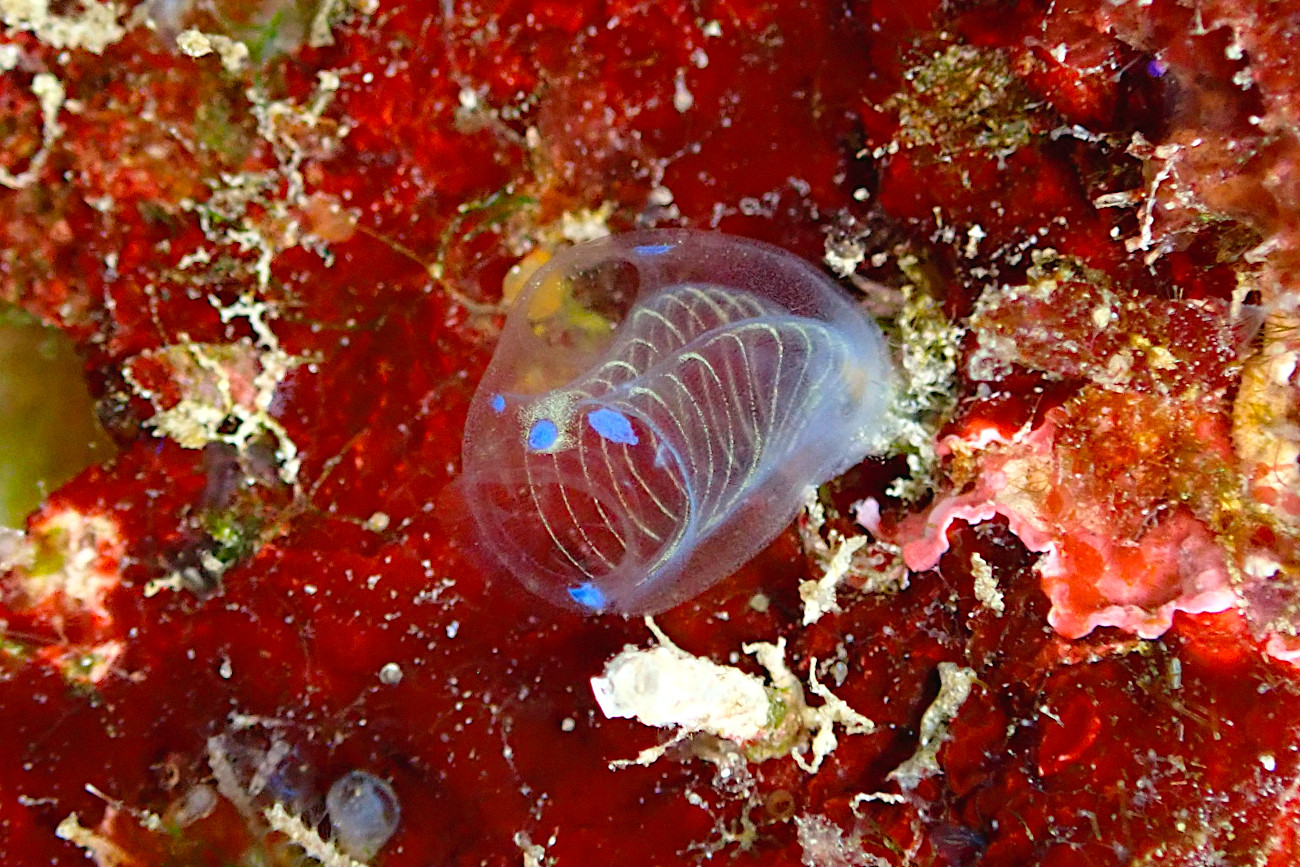 青いガイコツパンダホヤ