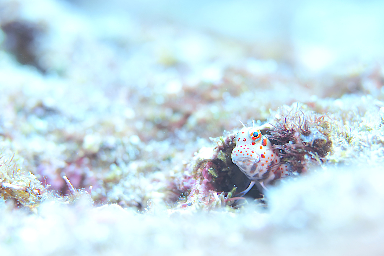 モンツキカエルウオ