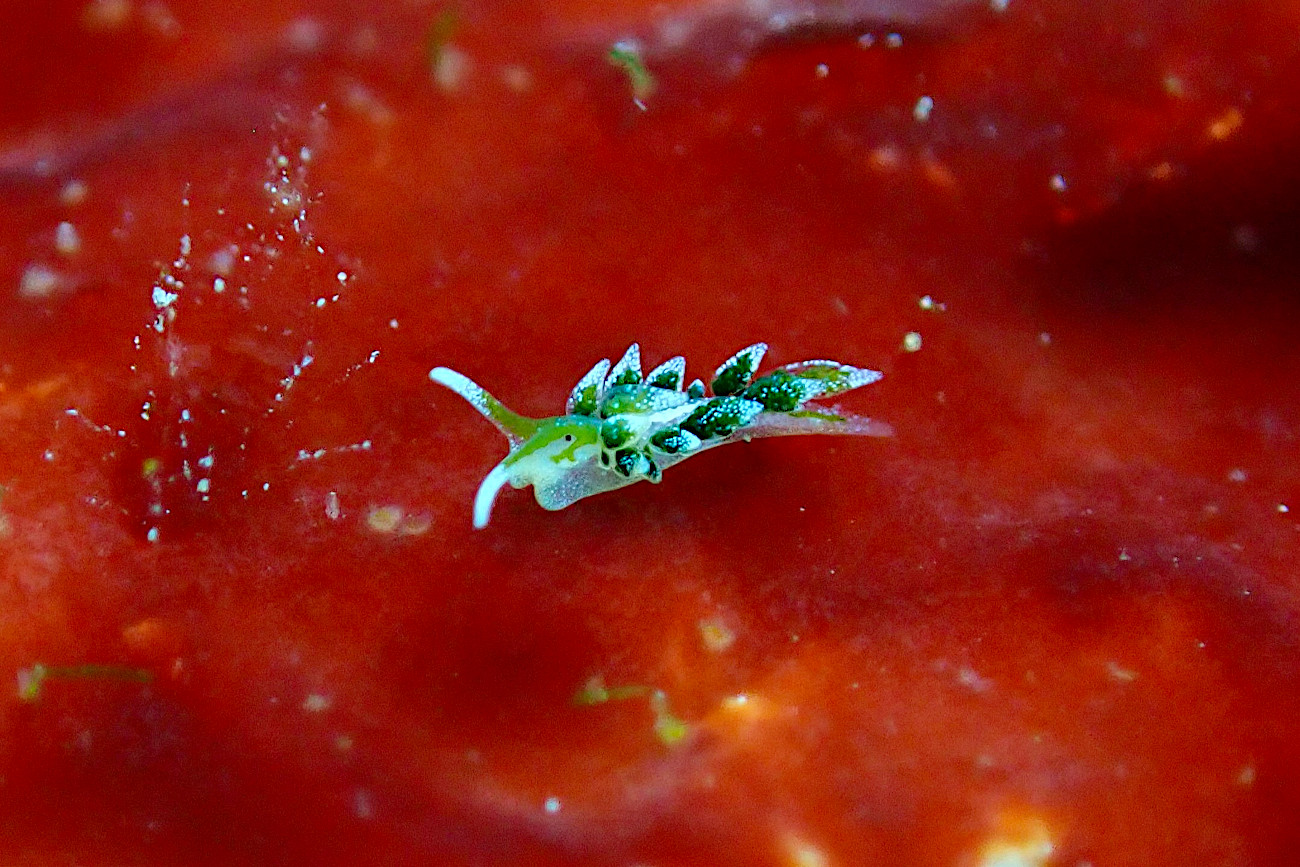 ハダカモウミウシ科の仲間