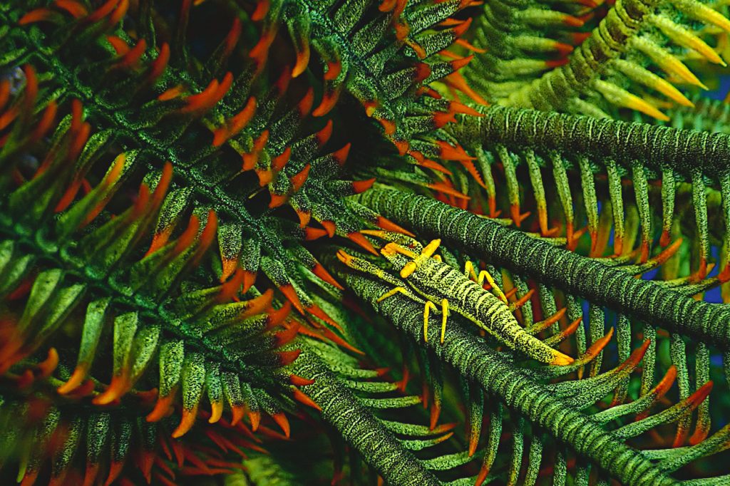 バサラカクレエビ