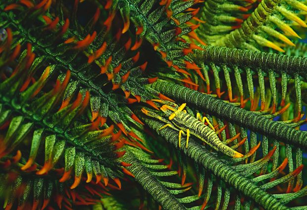 バサラカクレエビ