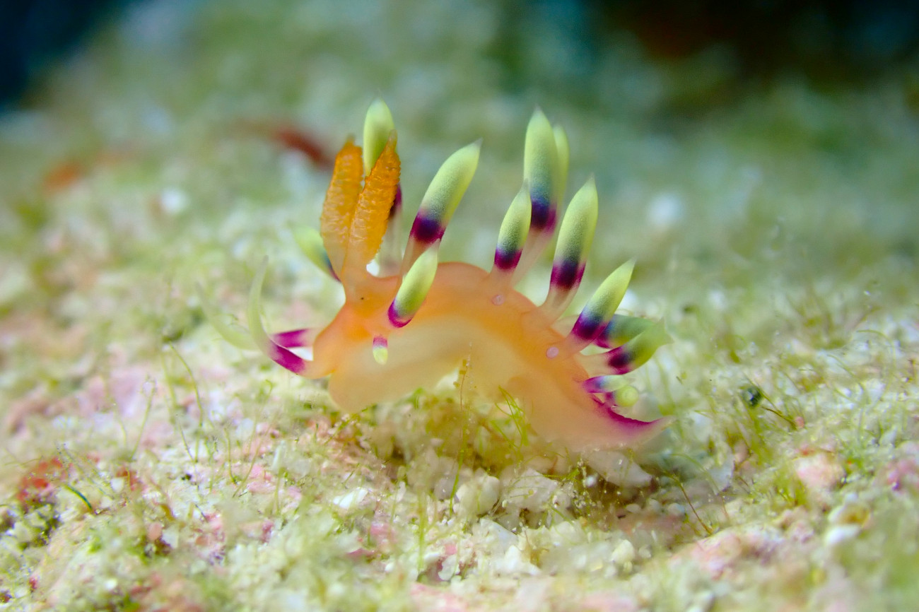 アデヤカミノウミウシ