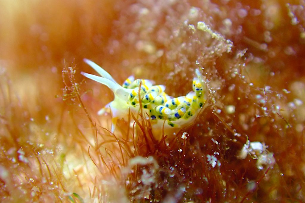 インディアンミノウミウシ