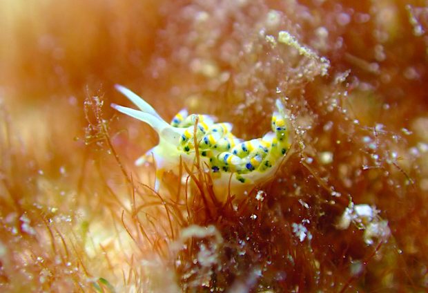 インディアンミノウミウシ