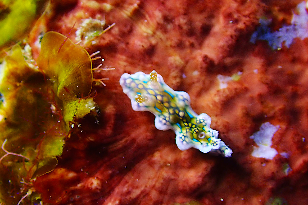 ヨセナミウミウシ