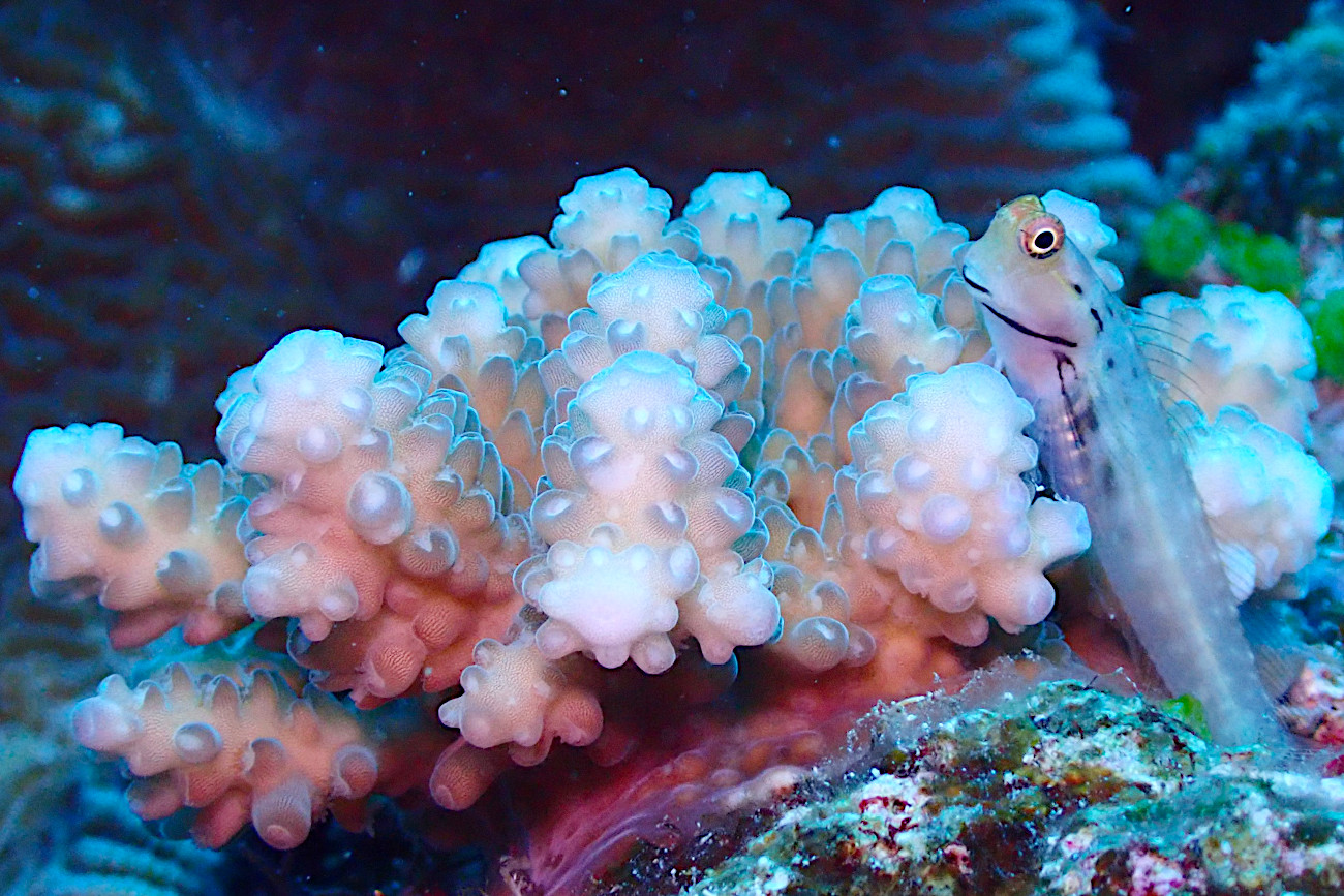 イシガキカエルウオ