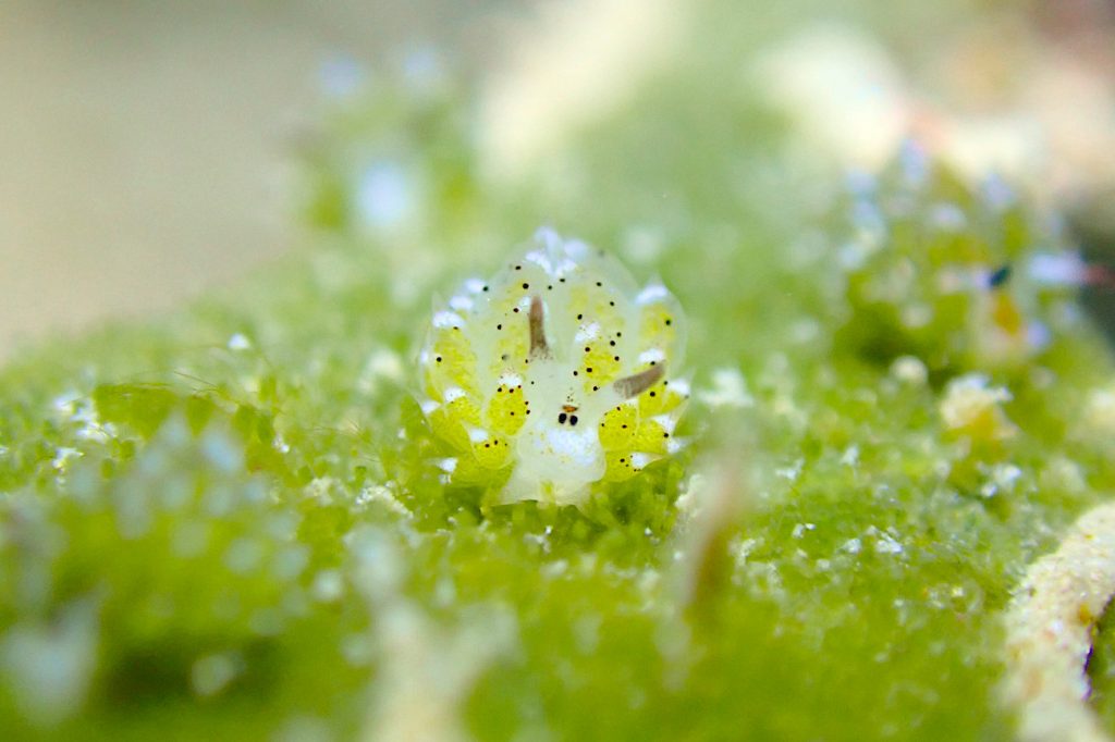 クサイロモウミウシ