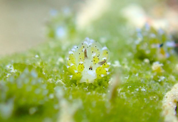 クサイロモウミウシ