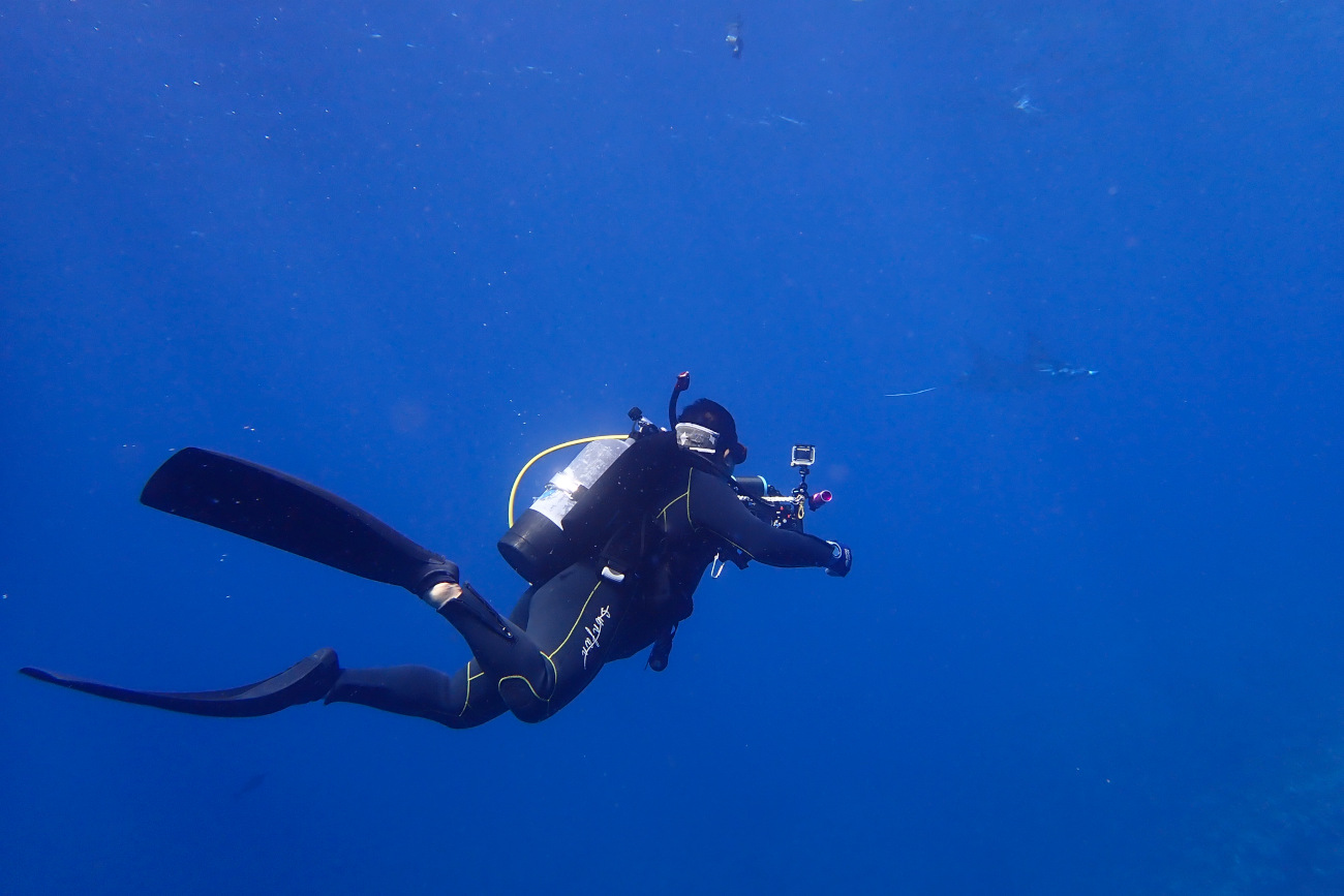 ナンヨウマンタ