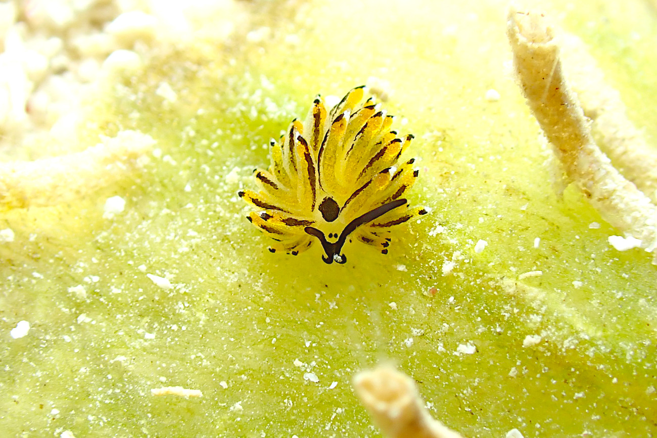 イリオモテモウミウシ