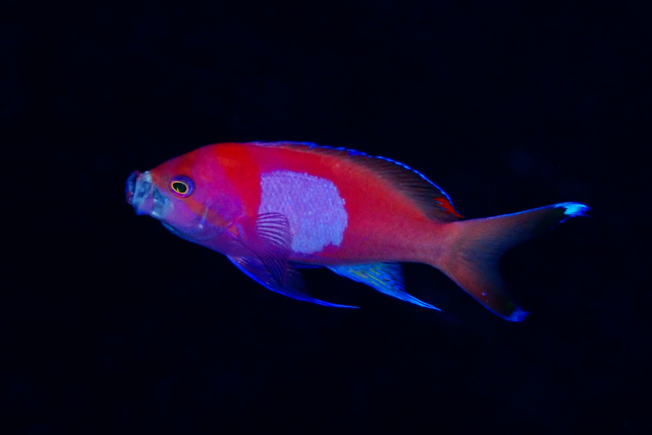 スミレナガハナダイ