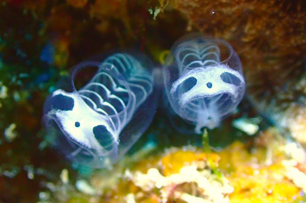 ガイコツパンダホヤ