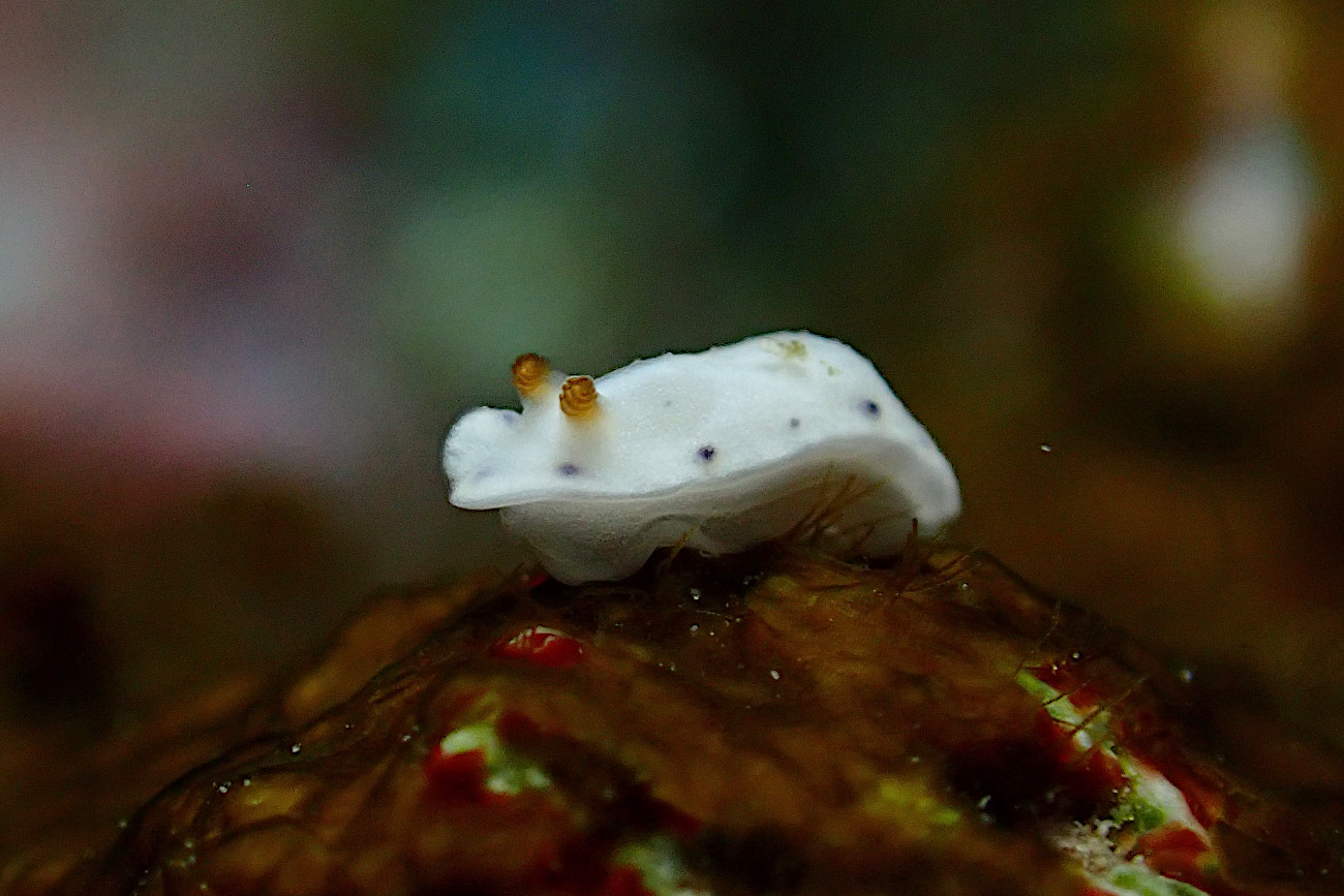 クボミイロウミウシ