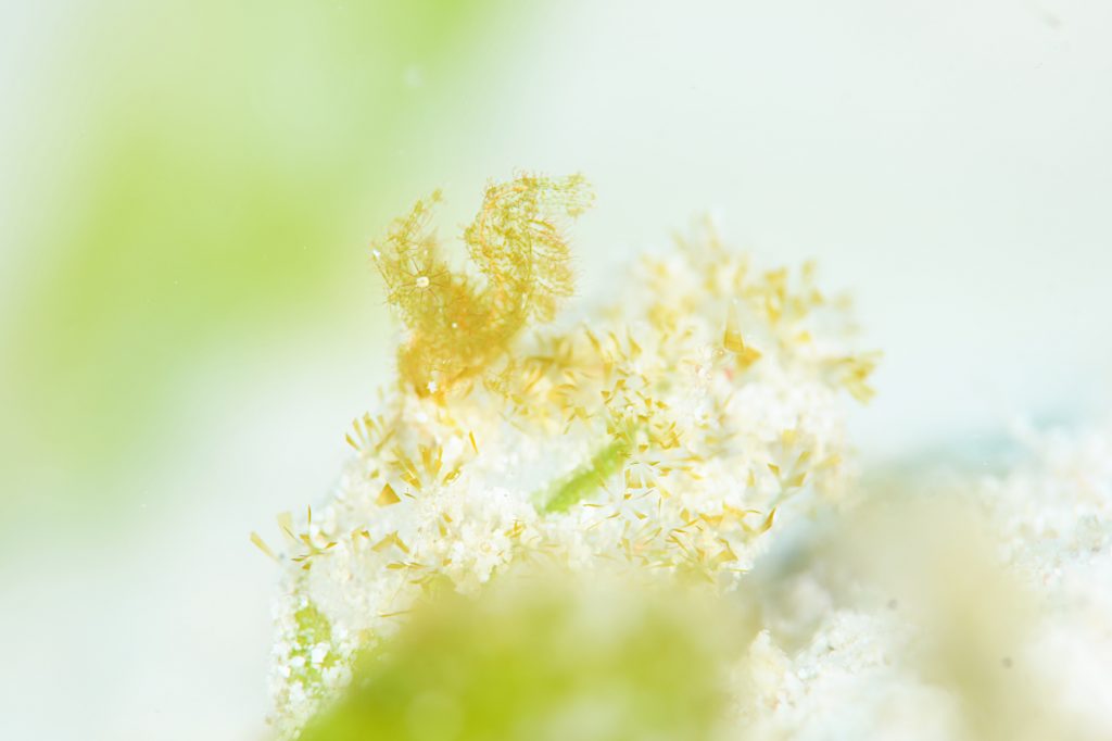 フィコカリス・シムランス