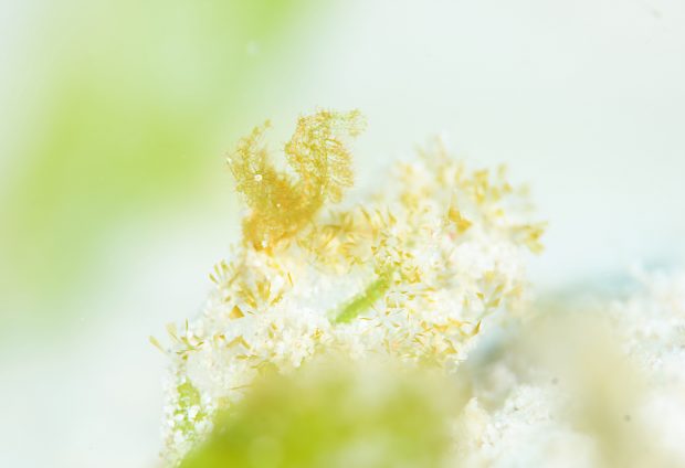 フィコカリス・シムランス