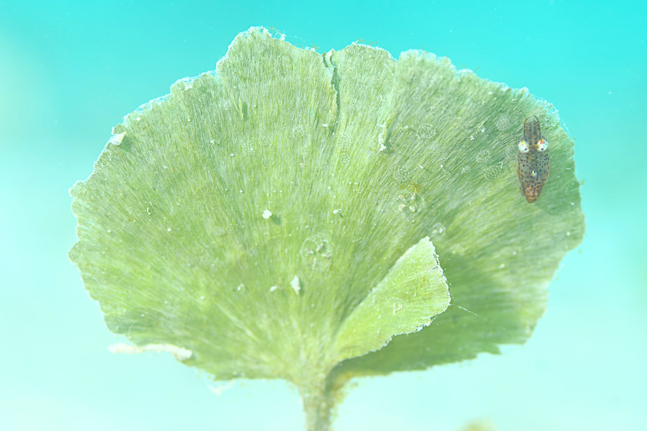 リュウキュウヒメイカ