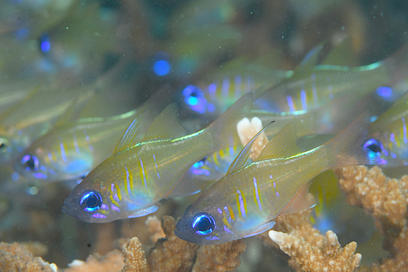 イトヒキテンジクダイ