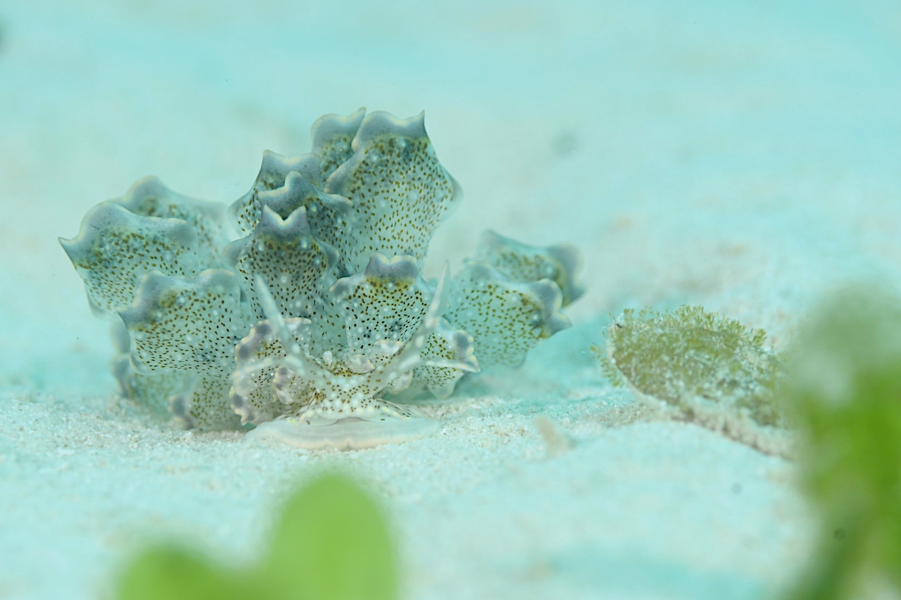 ハナビラウロコウミウシ