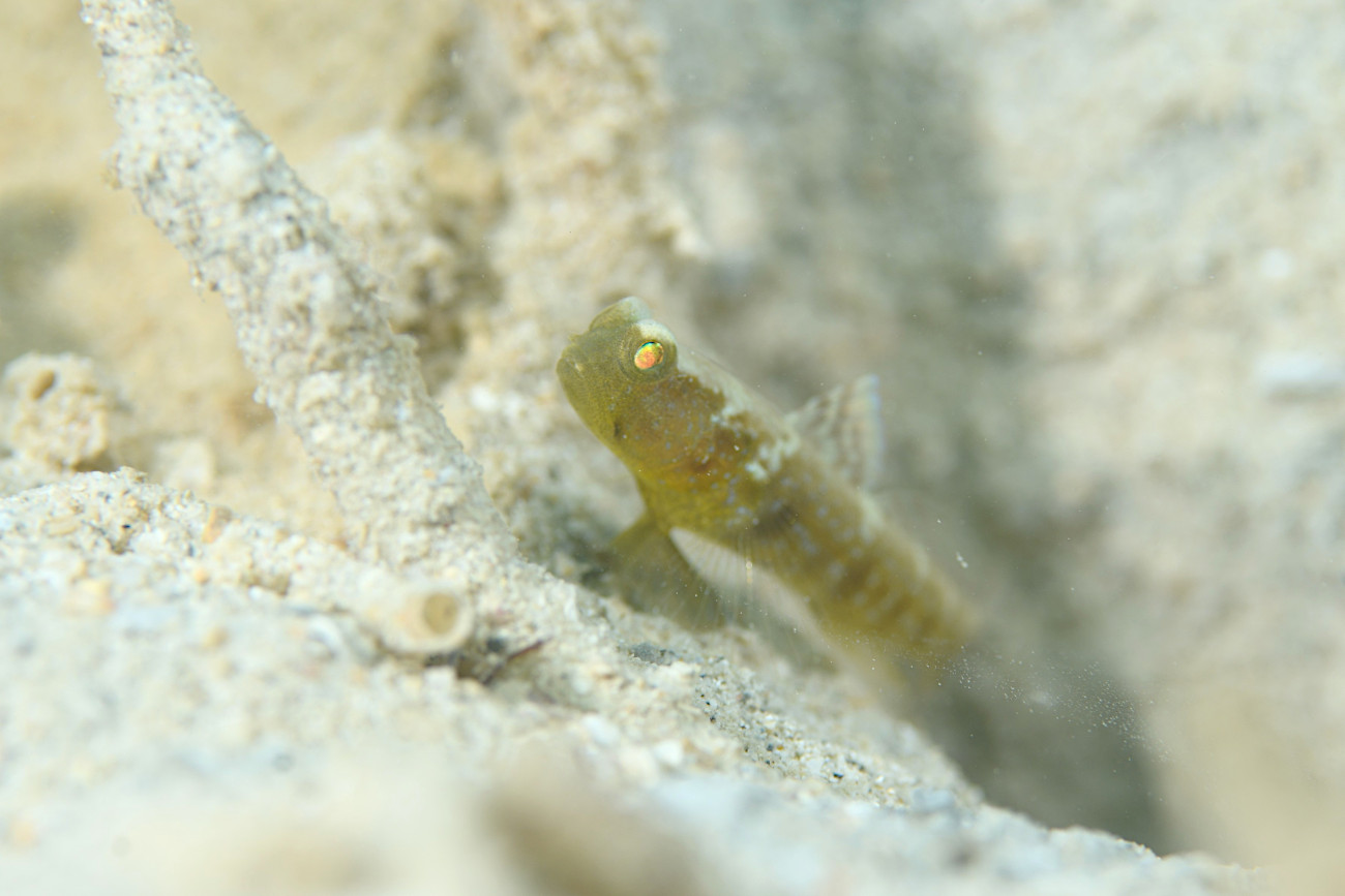 フタホシタカノハハゼの幼魚