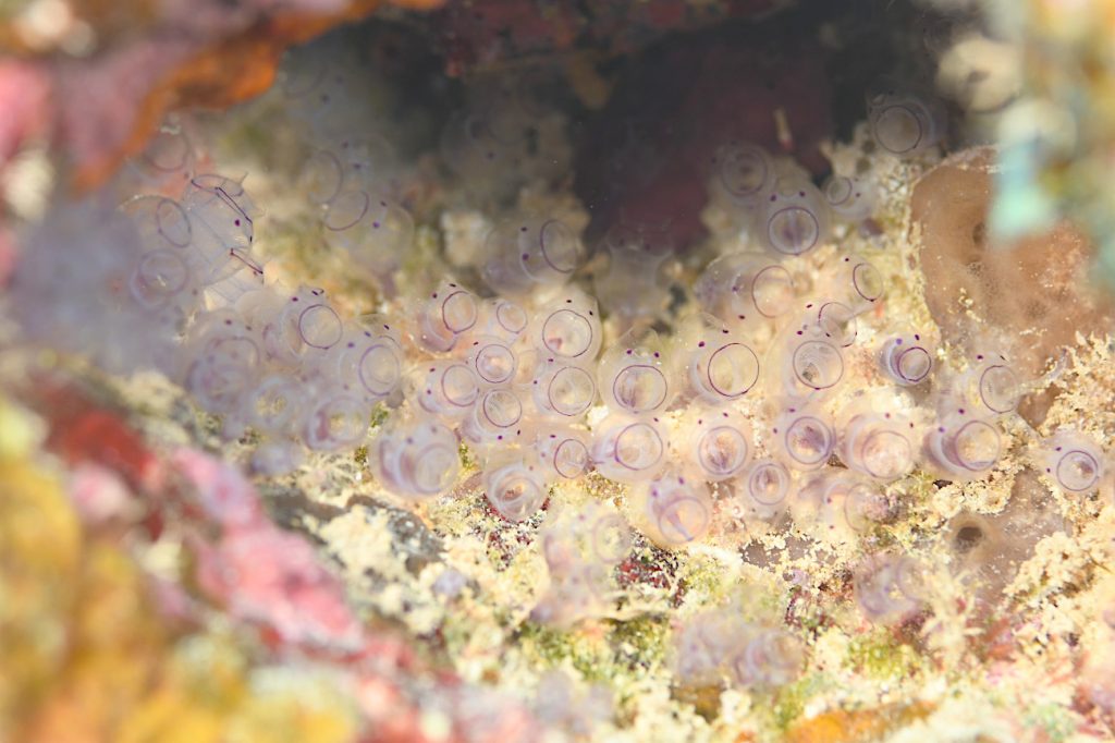 カールオジサンホヤ