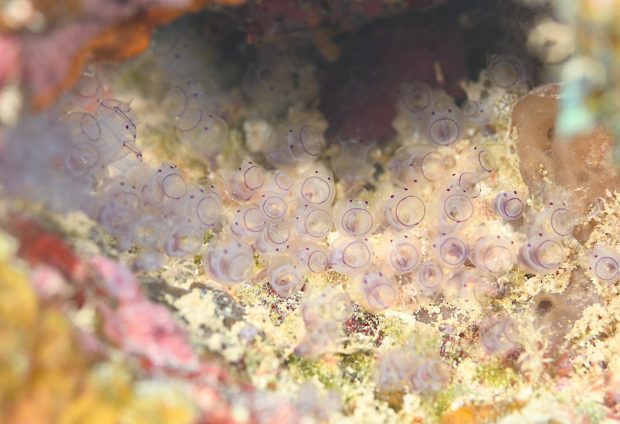 カールオジサンホヤ