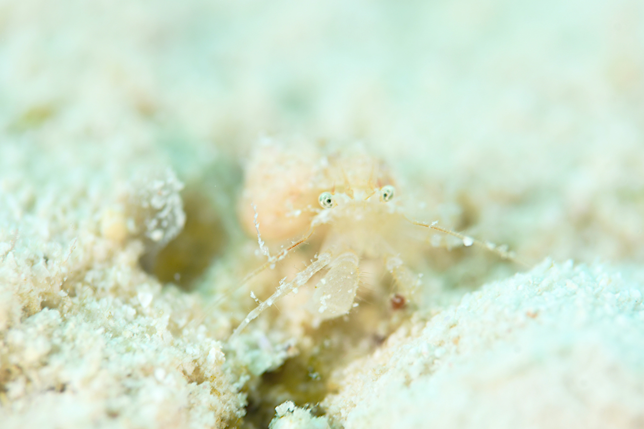 ヤドカリの仲間