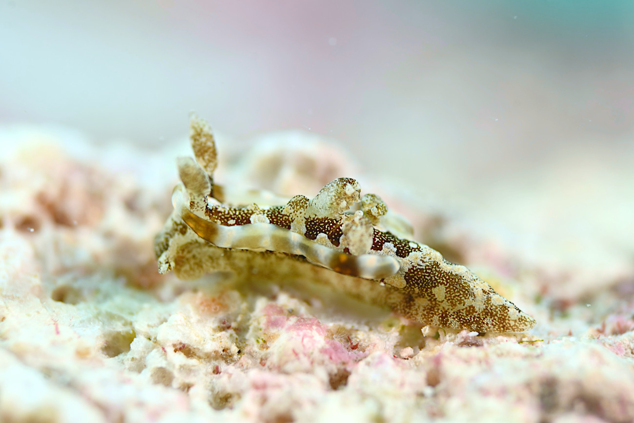 コネコウミウシ