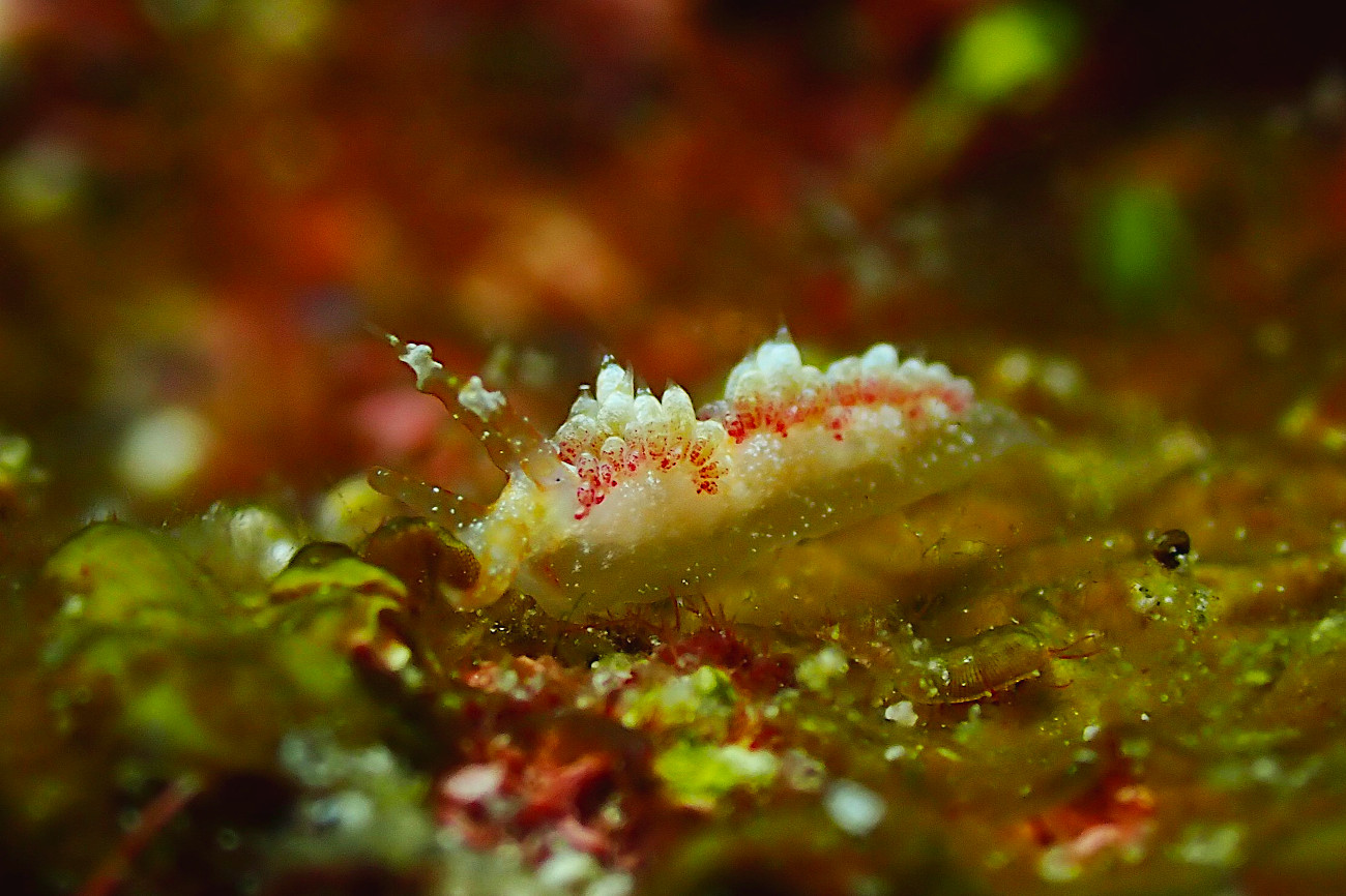 ガヒミノウミウシ