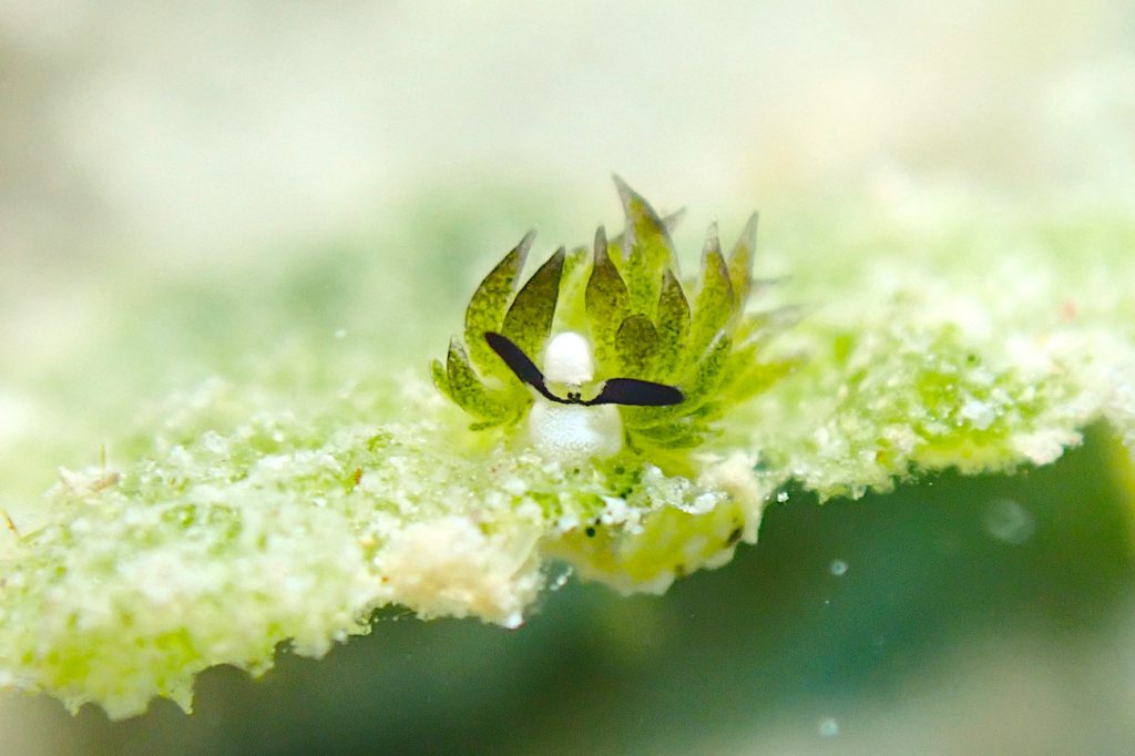 セジロモウミウシ