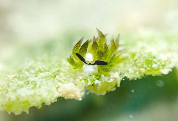 セジロモウミウシ