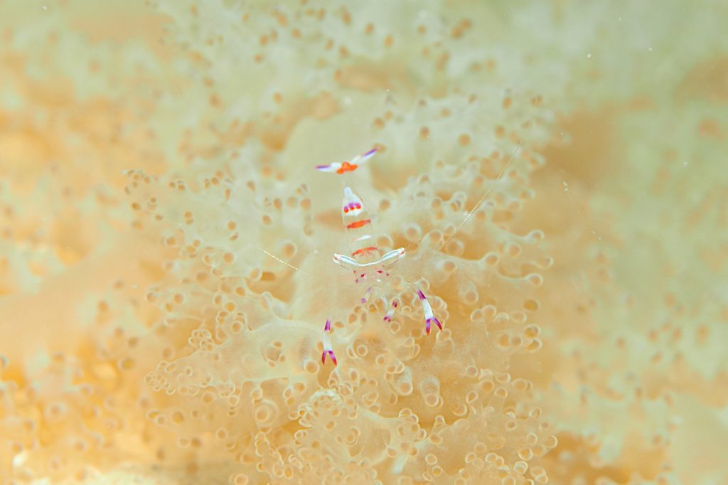 アカホシカクレエビ