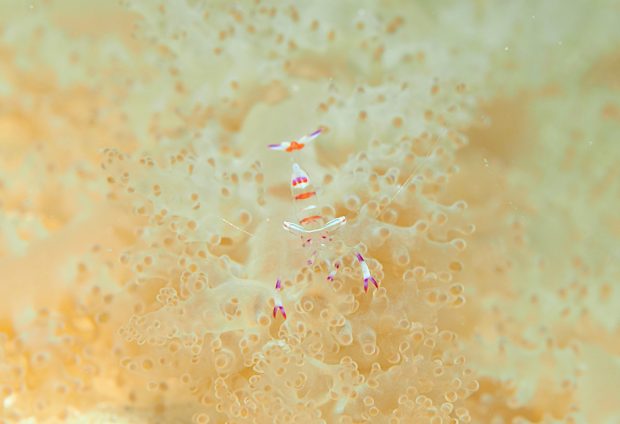 アカホシカクレエビ