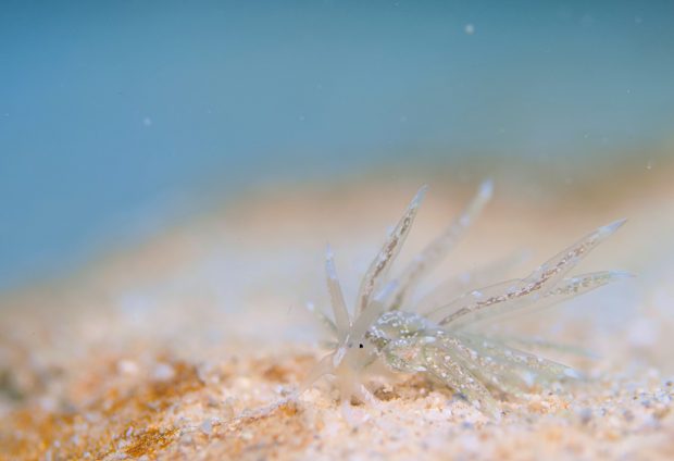 トモエミノウミウシ属の一種３