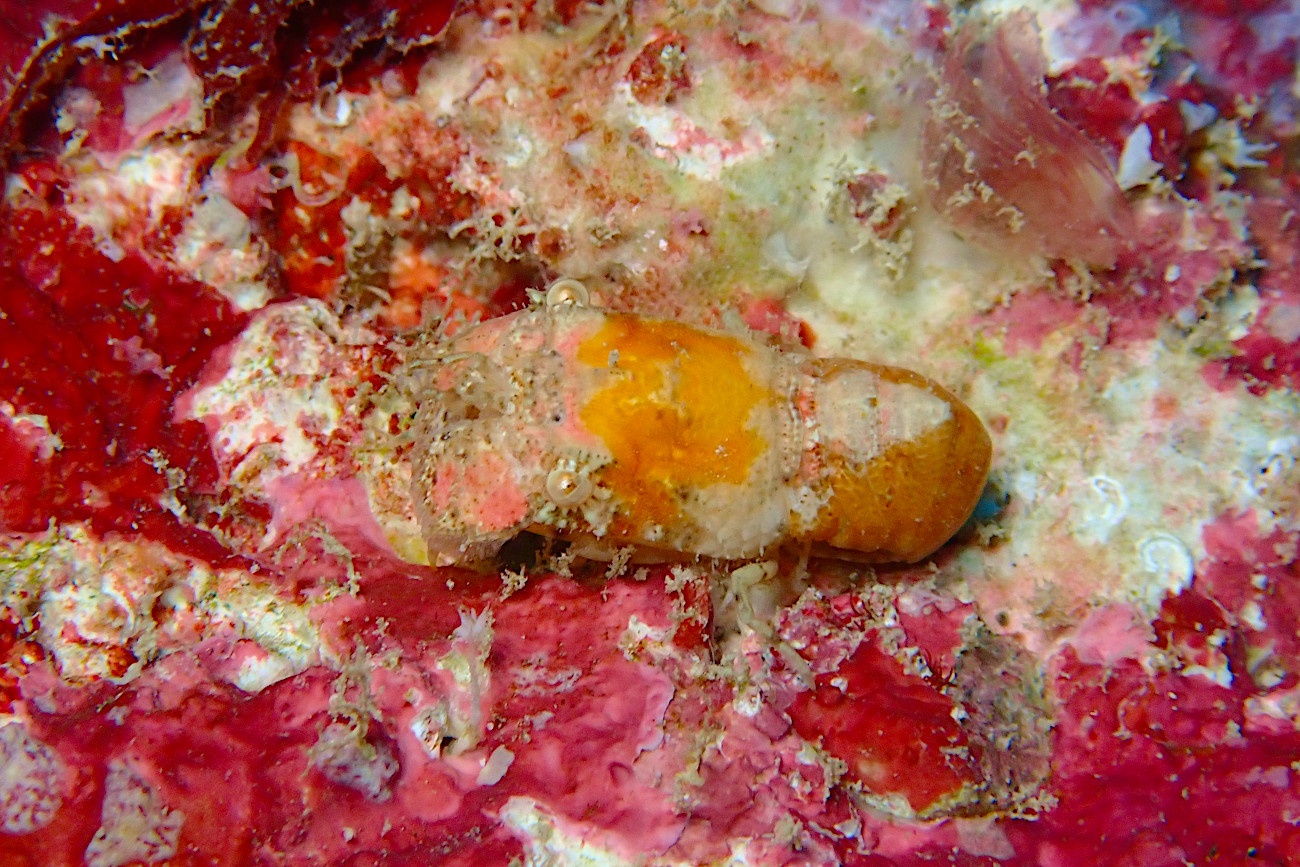 セミエビの子供