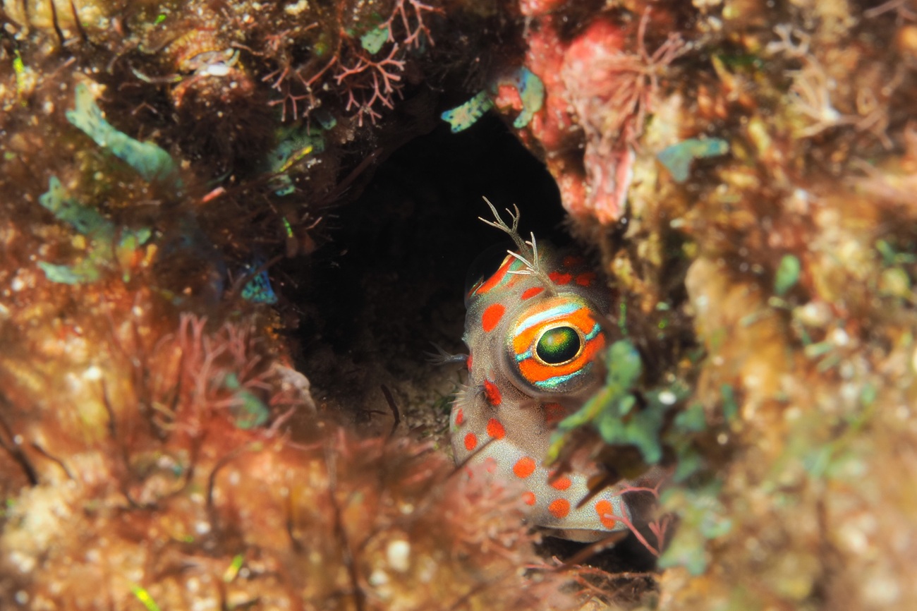 モンツキカエルウオf16