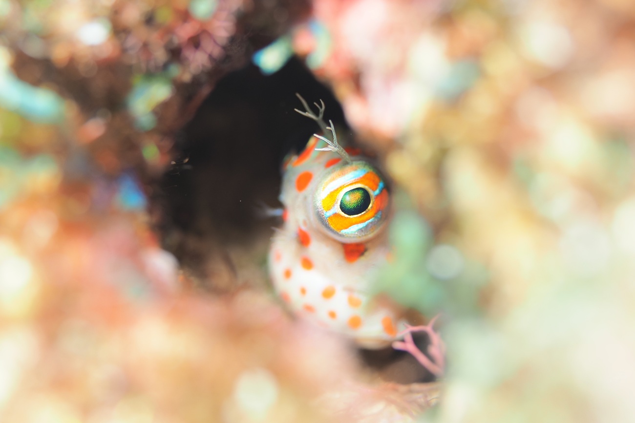 モンツキカエルウオf2.8