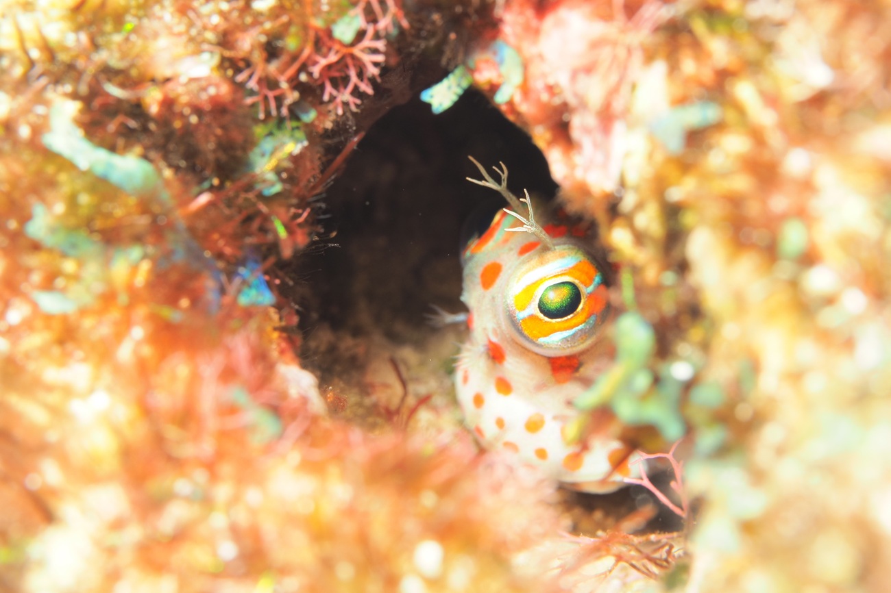 モンツキカエルウオf8.0