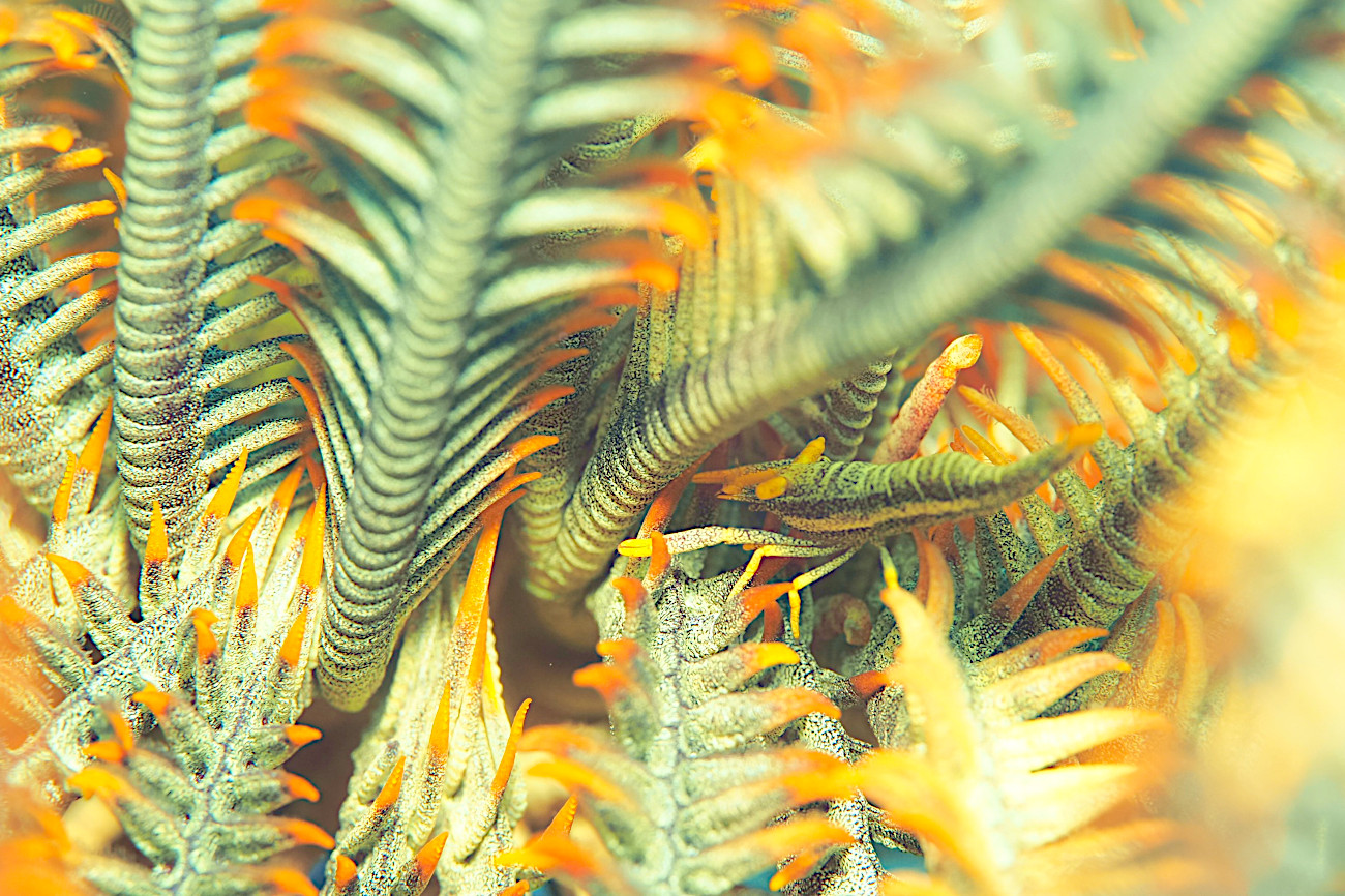 ラオメネス・クラークイ