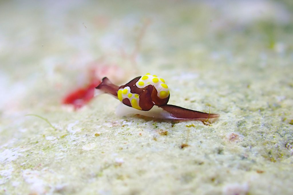 トンプソンアワツブガイ