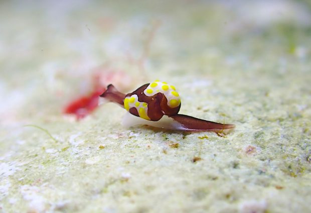 トンプソンアワツブガイ