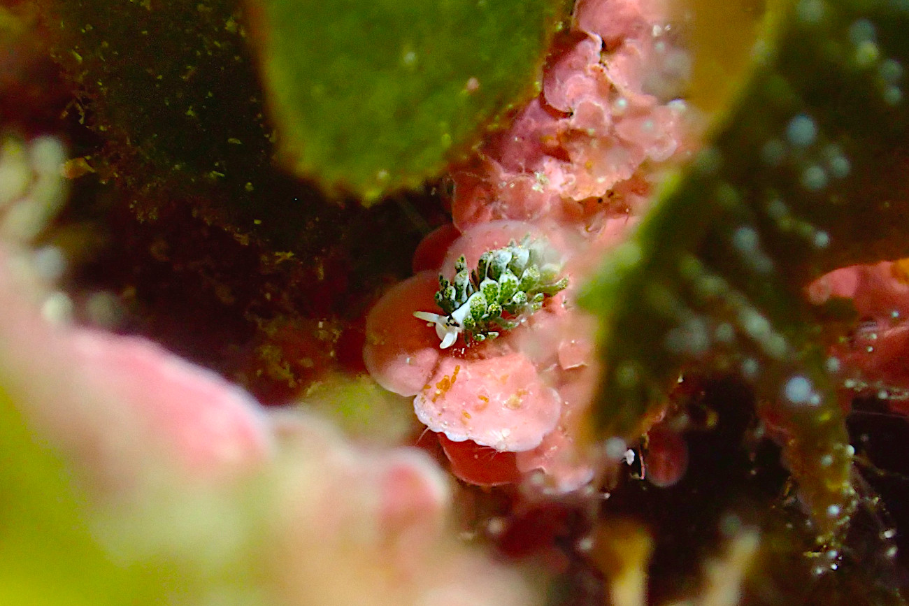 ネオンモウミウシ