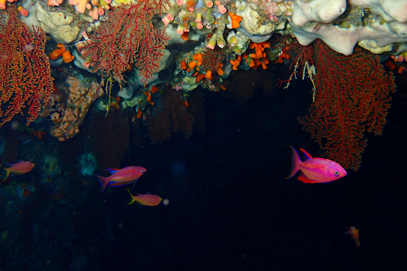 フチドリハナダイ