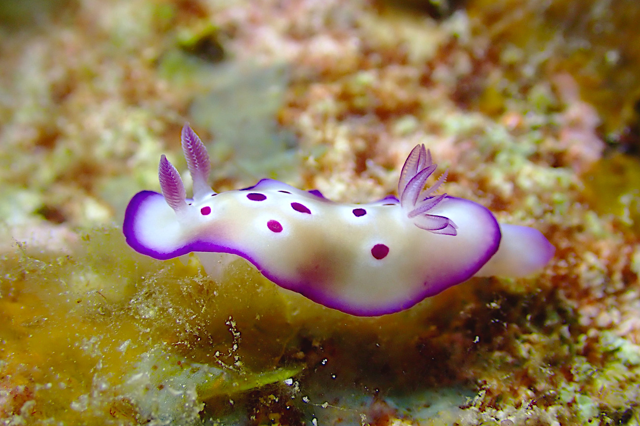 マダライロウミウシ